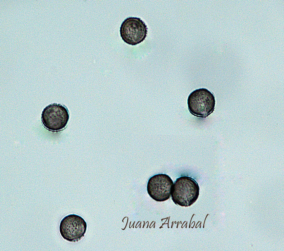 Lamproderma pulveratum. Mar.Mey. & Poulain